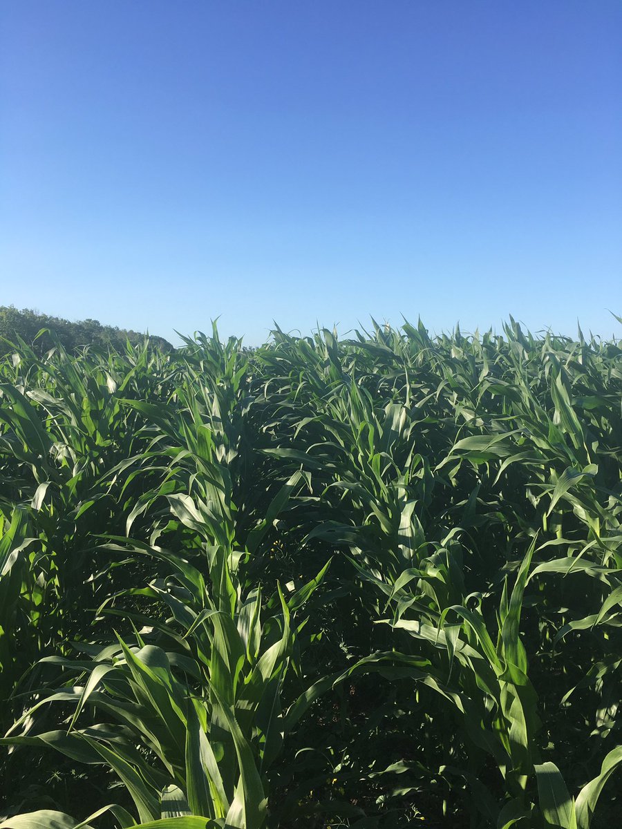 KarlKarlj's tweet photo. First time growing corn with the help of Western Ag. #YourSoil https://t.co/nR1LE1XWnB