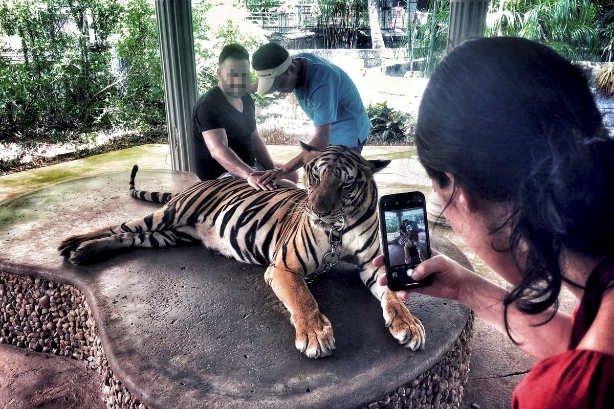 LAV_Italia's tweet photo. 🐯🌴Vacanze esotiche?
Rifiuta di farti fotografare con un animale: quello che per te è solo un selfie, per loro è violenza e sedativi.
🐘🐫Evita anche le escursioni a dorso di elefante o cammello: celano addestramenti fatti di maltrattamenti e prigionia ➡️https://t.co/hFc8TfBkjl" https://t.co/qvz8JOF95D
