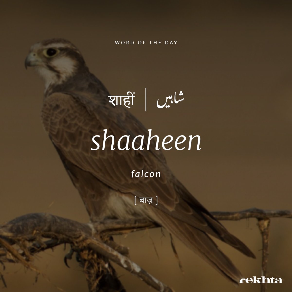 #WordOfTheDay

तू शाहीं है परवाज़ है काम तेरा
तिरे सामने आसमाँ और भी हैं

~अल्लामा इक़बाल