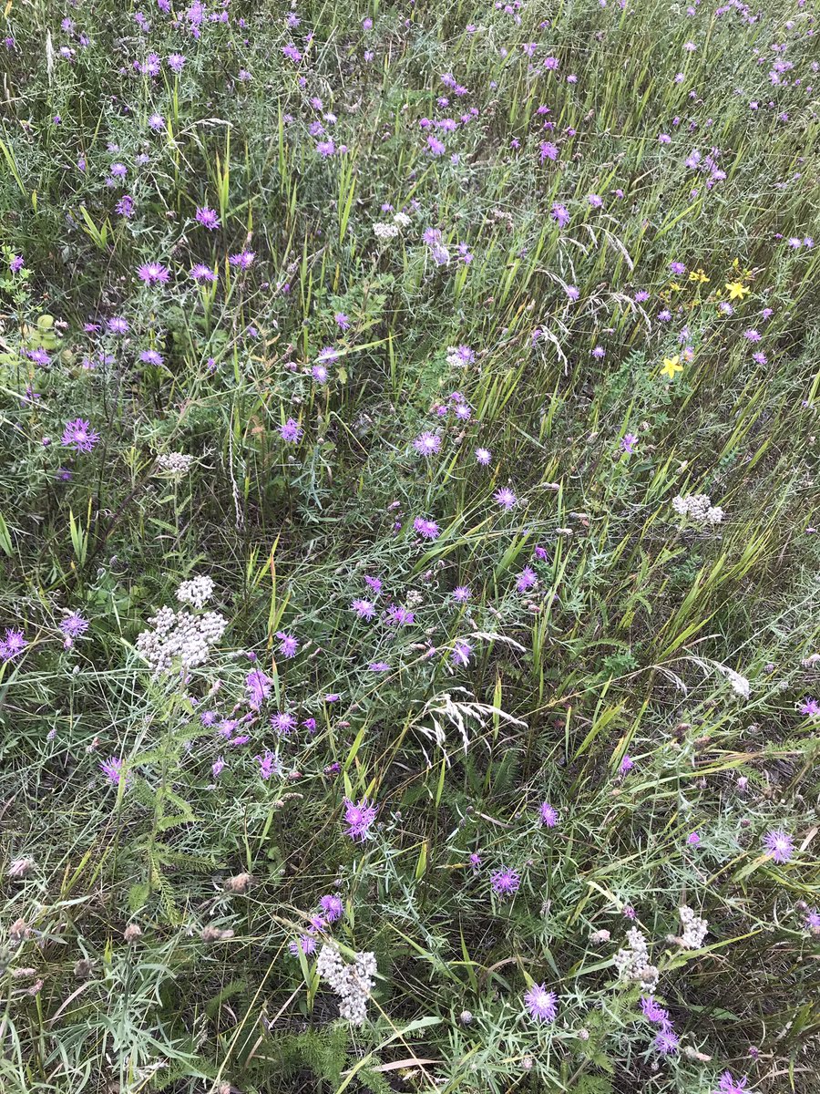 klharsch's tweet photo. Thank you for the opportunity to get outdoors and take a mental break Eric LaPaugh #MTS2019 https://t.co/J1vfIVCita