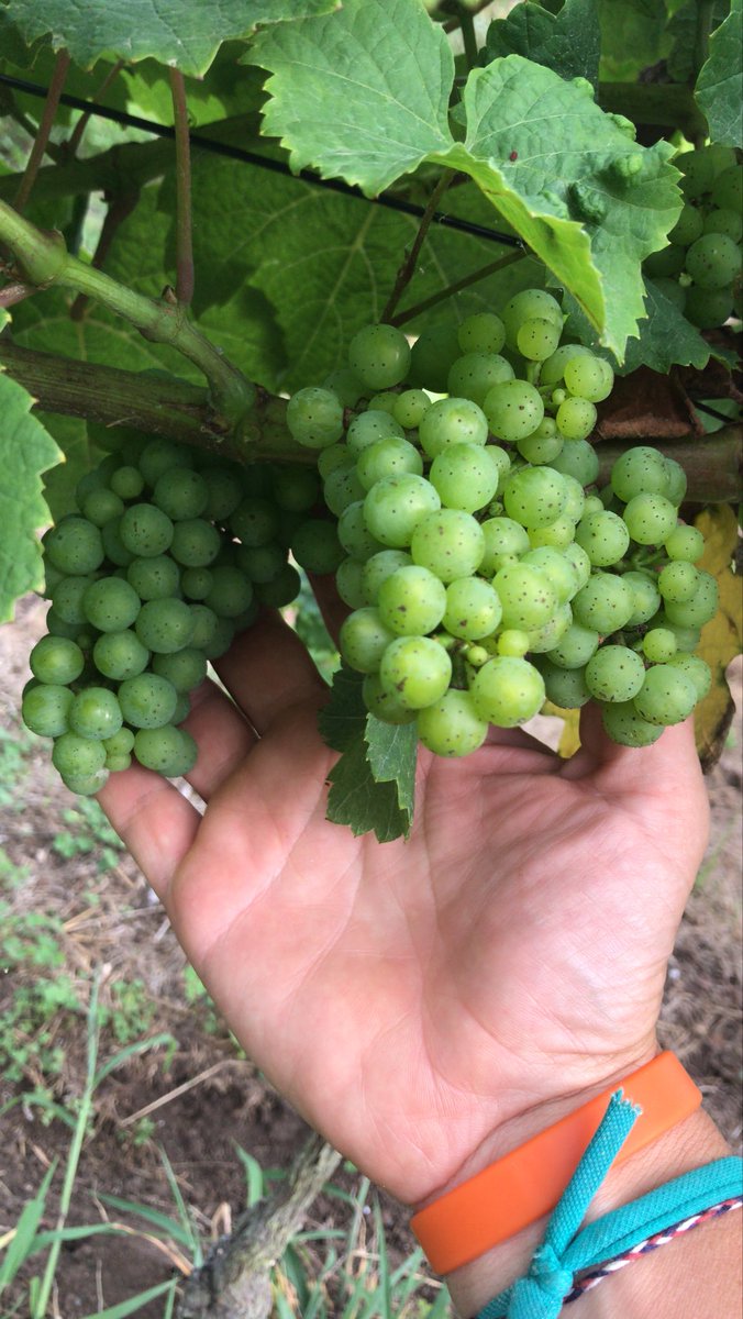 BodegaElPendo's tweet photo. Laboreo. https://t.co/dxxtIPqql0