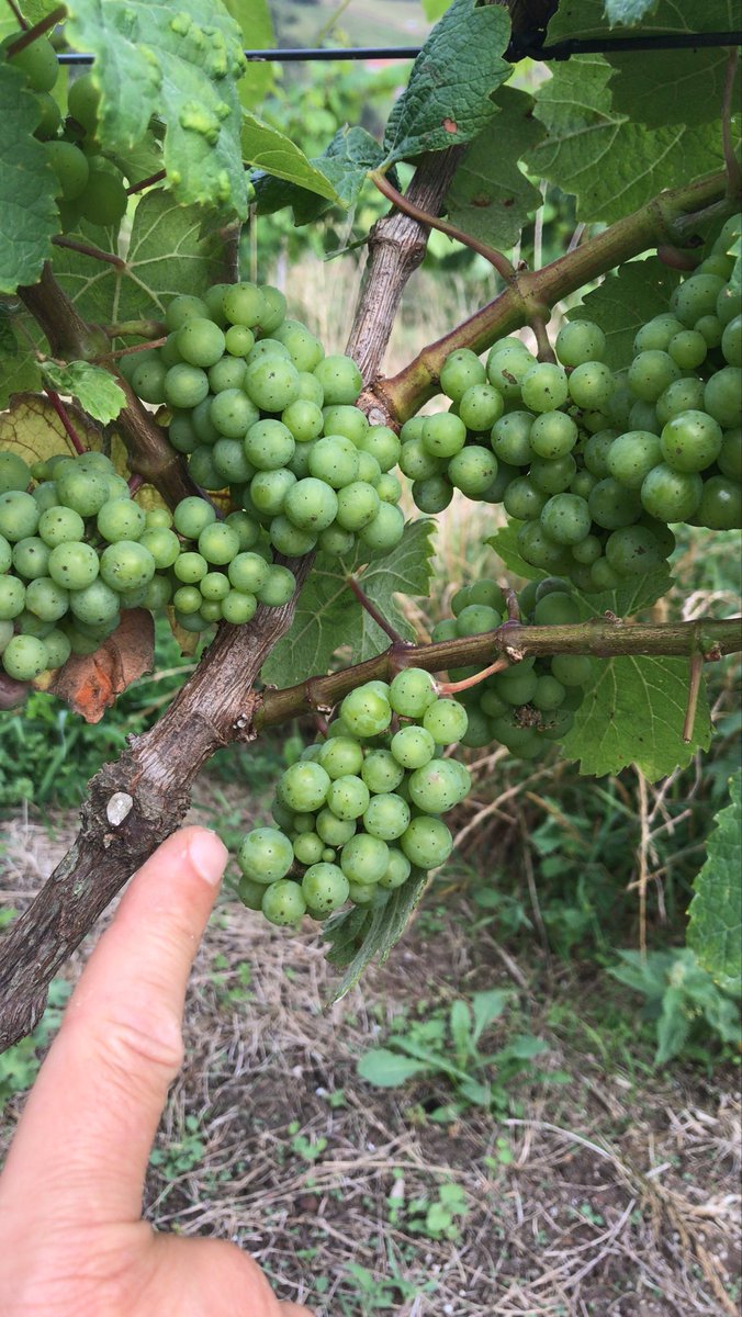 BodegaElPendo's tweet photo. Laboreo. https://t.co/dxxtIPqql0