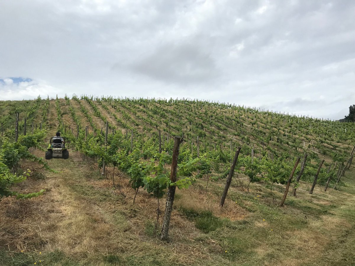 BodegaElPendo's tweet photo. Laboreo. https://t.co/dxxtIPqql0
