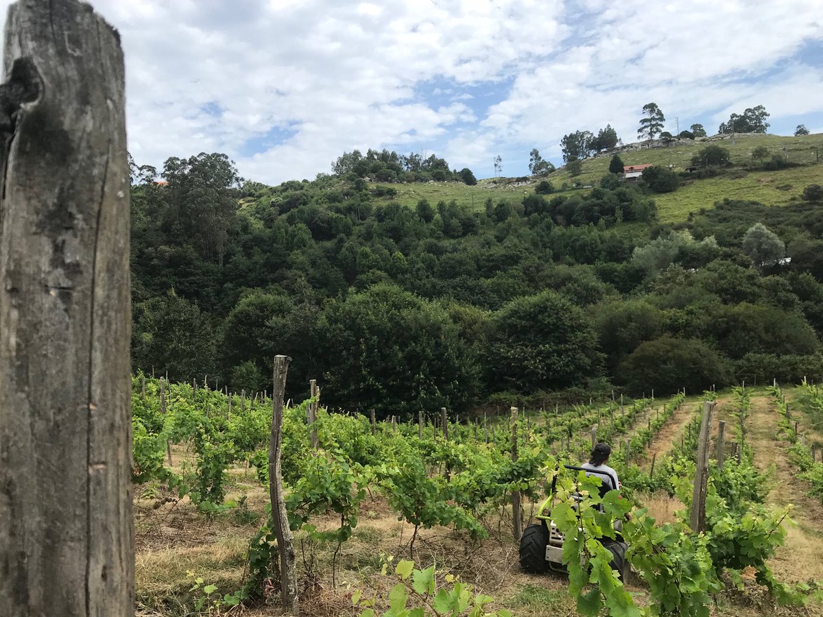 BodegaElPendo's tweet photo. Laboreo. https://t.co/dxxtIPqql0