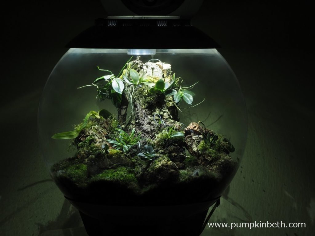 pumpkin_beth's tweet photo. Follow the development of #flowers that sparkle, alongside another #orchid's decline & death. Here's the latest update from my Madagascar Terrarium: https://t.co/6eXVeX3bIo #Terrarium #Orchids #Aerangis #Angraecum #Angraecoid #Orchid #Plants #Gardening #Indoors #Terrariums https://t.co/wXvQNbMbRw