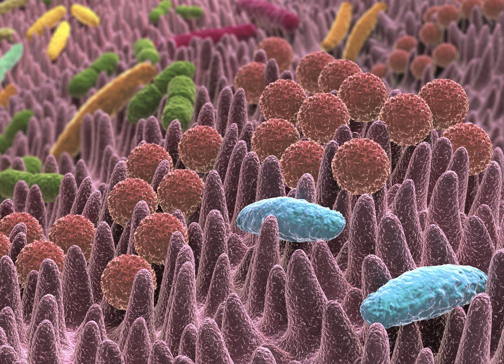 Бактерии домашних условиях. Галофиты бактерии. Бактерии под микроскопом.