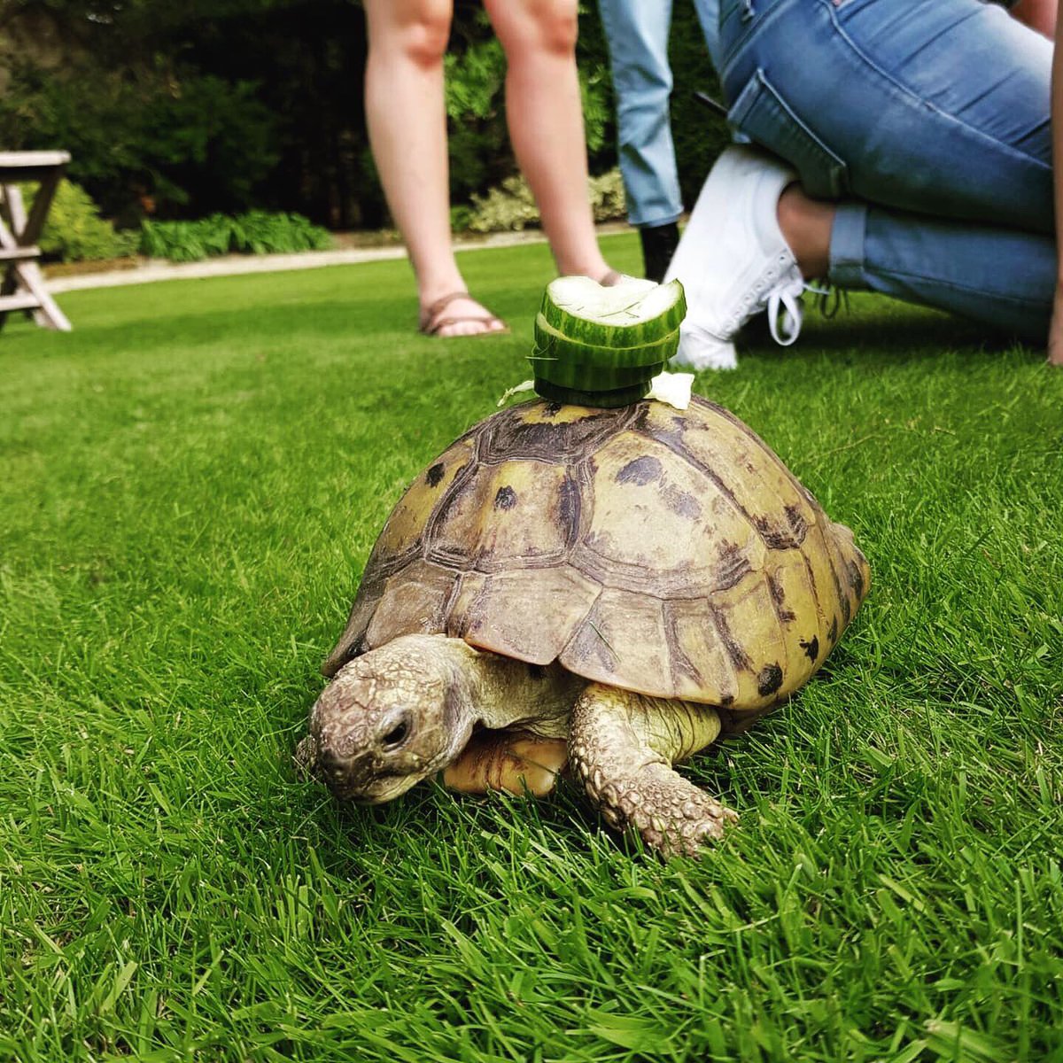 TrinityOxford's tweet image. Summertime means tortoise racing! College tortoises Toby and Plum had competition from head gardener’s baby Blossom and college librarian Sharon’s pet Torch. Thanks to all our US summer school students who came to cheer everyone on! @UGAatOxford @UMassAmherst @Georgetown