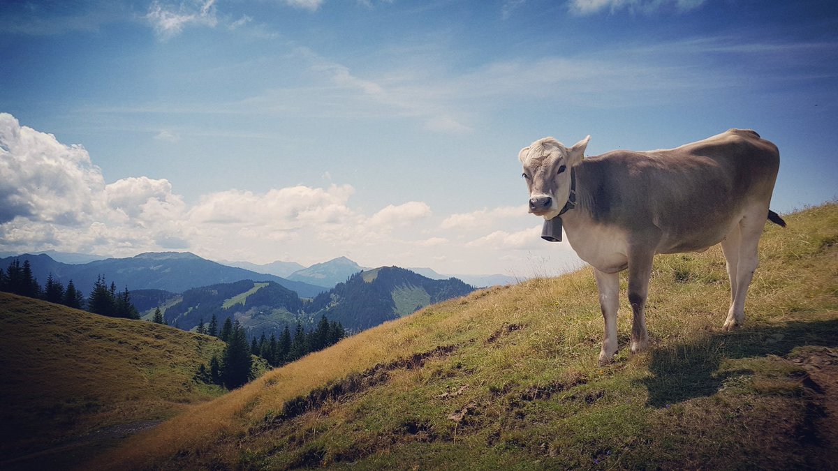 SteveNeale's tweet photo. Die Königin des Bergs @ Alpspitze, Nesselwang, Germany #germany #deutschland #bavaria #bayern #urlaub #cow https://t.co/OAF6ZMKzFo