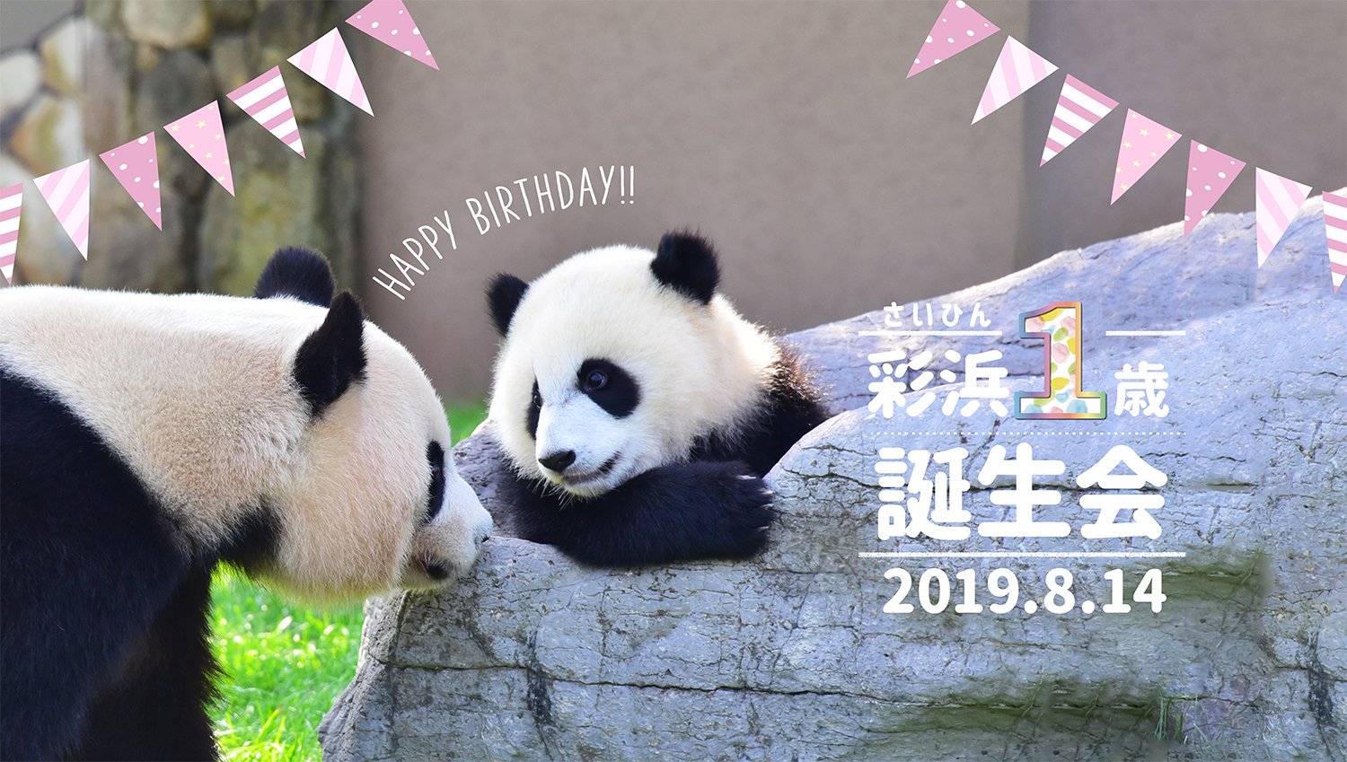 アドベンチャーワールド 公式 8月14日 水 に１歳を迎えるパンダの赤ちゃん 彩浜 誕生 会 9 00 9 30 抽選により当選された75組様をご招待 では特製の遊具と木製バースデーケーキをプレゼントします 公式instagramでは当日誕生会の様子をライブ配信