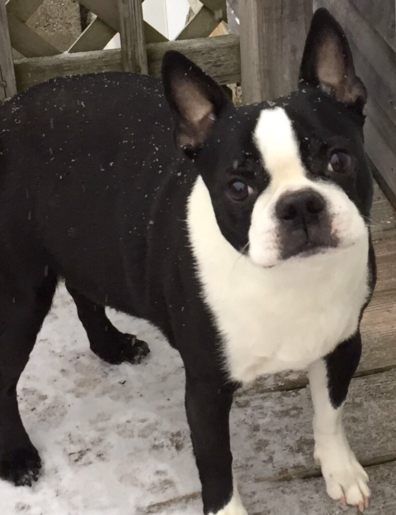 collectibulldog's tweet photo. @MoishesMom HEY THERE PLEASE KEEP US ALL UPDATED #MINNIEBAT #GRUMPYBAT #BATPACK https://t.co/CVAnZWQk1f