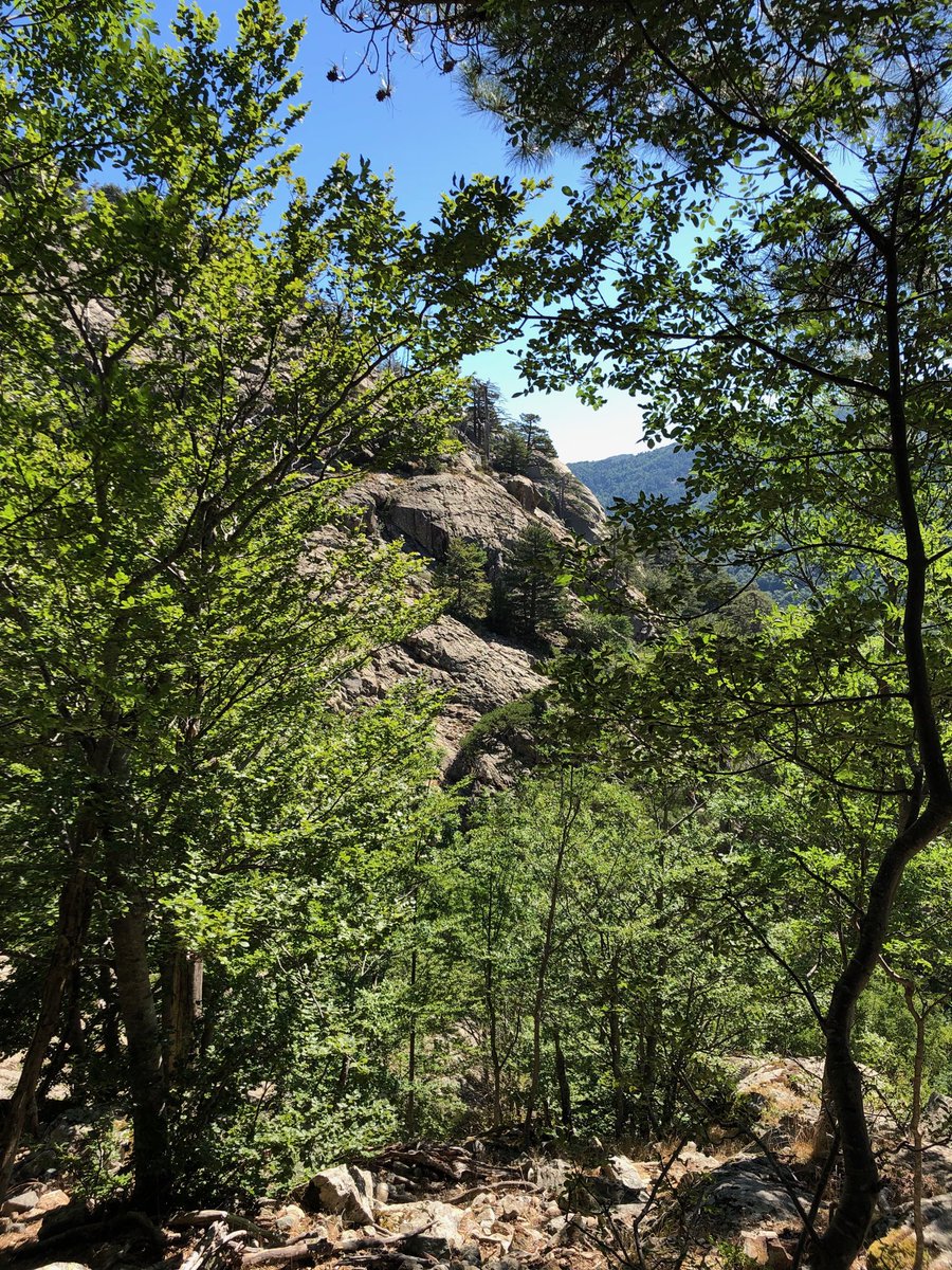 Live de la montagne corse