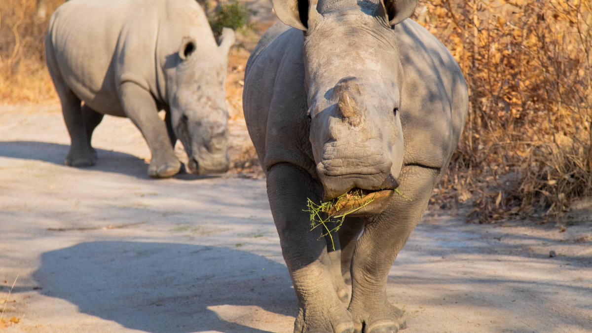 SavingSurvivors's tweet photo. All's well that ends well.

After Ike's brutal poaching, we are pleased to report that we will be releasing both him and the female on to the larger Private Game Reserve. There they will lead normal lives in the wild. 

#creatinghopefromhurt #savingthesurvivors https://t.co/GXOcGx6DeG