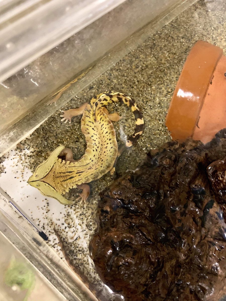 Koji Kawaguchi 生きてるみたいどすえ Burikura ぶりくら市 とんぶり市 海洋堂 古田悟郎