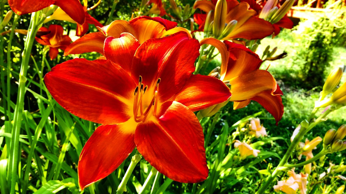 Elylove30M's tweet photo. https://t.co/0MnatJ2hYM
Like and follow for my little photography page 😍
#like #follow #instagram #photography #comeandlike #photographypage #art #flowers #nature #natural #park #queenred #red #queen #lovely #visitit #click #link https://t.co/k6NYiUMjXy
