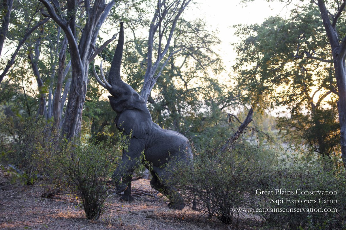 GreatPlainsCons's tweet photo. Reaching for the unreachable. The tastiest branches take an extra effort.

#SapiExpolrersCamp #SapiReserve #ZimbabweSafari #TheJoyofelephants #tripofalifetime https://t.co/KFfbxbeymJ