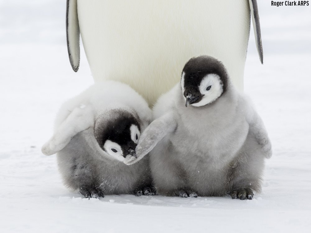 venngu's tweet photo. 🐧💦💦 https://t.co/aciQZ0uOdS