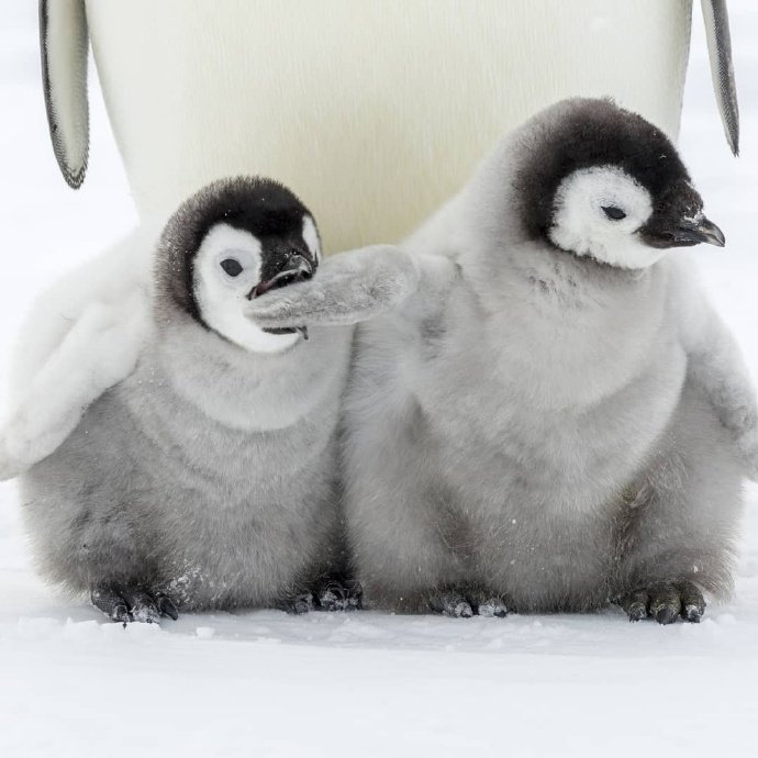 venngu's tweet photo. 🐧💦💦 https://t.co/aciQZ0uOdS