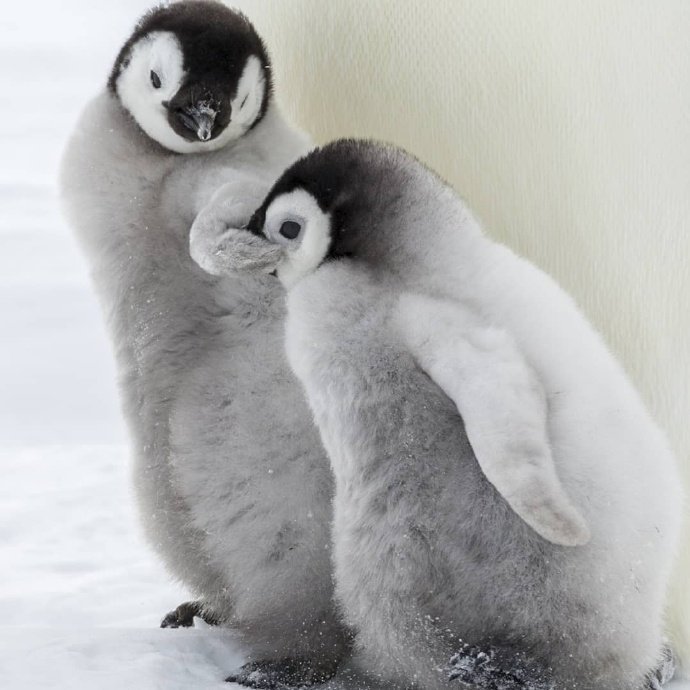 venngu's tweet photo. 🐧💦💦 https://t.co/aciQZ0uOdS