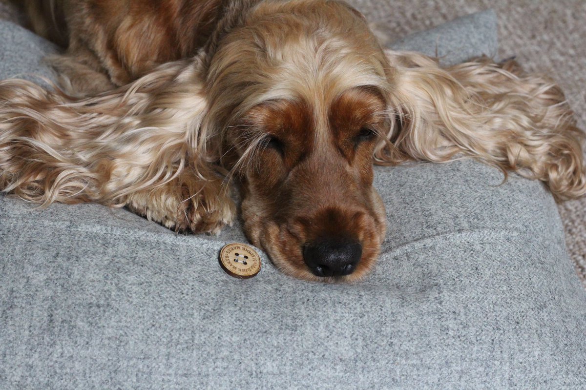 MaddieMakes's tweet photo. Introducing our brand new Cushion Cover, the first product in our homeware collection 🎀

Perfect for your sofa or bed, but also great for your pooch to take a nap on 💤 
As it is handmade using Shetland wool. It is also 100% machine washable at 30° 🧼  

#MaddieMakesForYou https://t.co/cuQOfP9BJQ
