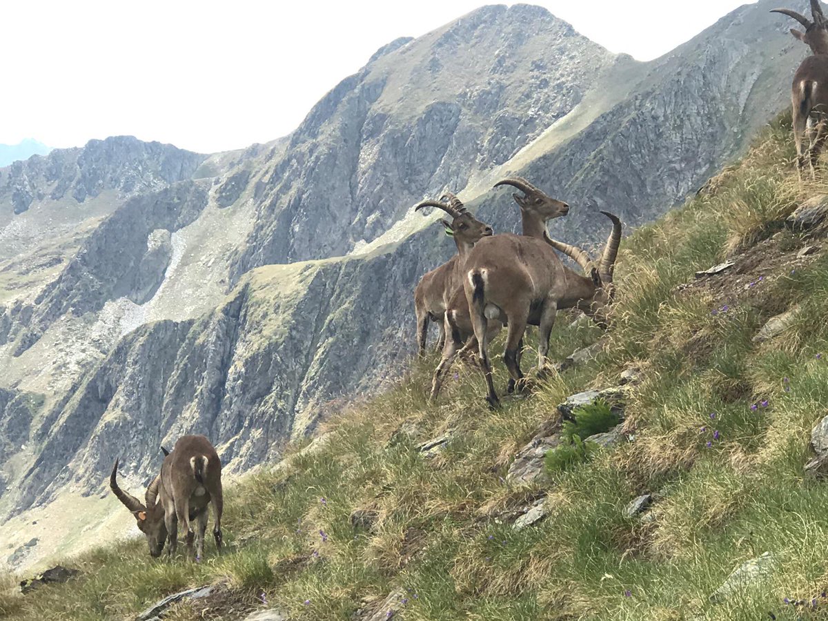 pnaltpirineu's tweet photo. Aquests dies es deixen veure els magnífics #hercs (#Caprapyrenaica) a la vall d'Unarre al #PNAltPirineu reintroduïts fa pocs anys pel @PARC_PA després d'extingir-se a inicis s.XX. Ricard Batlle ens envia aquestes belles imatges fetes el 8 d'agost.
Més ℹ https://t.co/zmklqnmxHj https://t.co/HG0CozyAyf