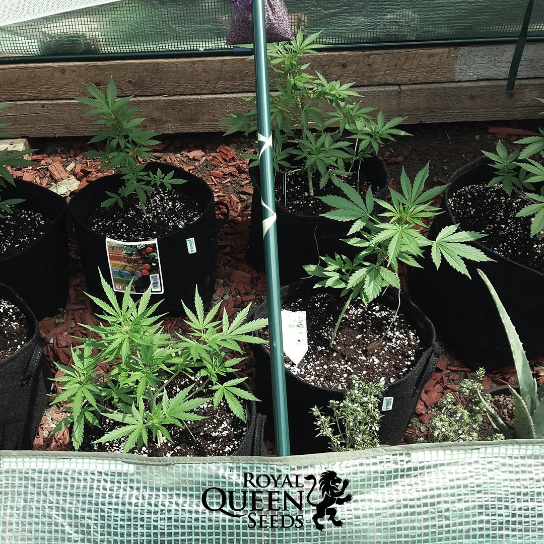 royalqueenseeds's tweet photo. Beautiful #Royal #Bluematic on their 29 day #outdoors! 🌲

They're #growing in a #handmade #greenhouse. How much well treated are they? So good!

Sure this way they're going to flower so good. 

https://t.co/x97X4MjgXV

📸 Munchies https://t.co/w4prc1nzMM