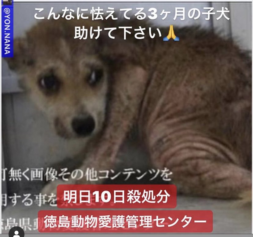 くーたんまま 緊急 家族になってください 保護犬 里親急募 子犬 殺処分対象 徳島県 T Co Mmqfxxlmrg T Co 51wcjzqjmn Twitter