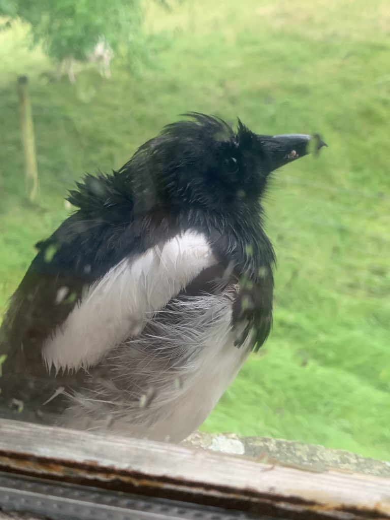 Juvenile Magpie sheltering from the rain on the windowsill.
