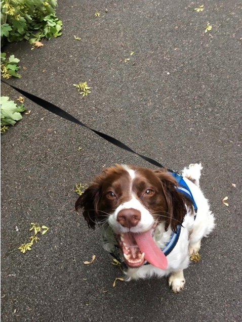 nuiebathrooms's tweet photo. Today we are bringing you all of the cuteness with our Key Account Manager Carl's gorgeous Springer Spaniel Dexter😍 How can you scroll past this little face! Happy Friday, #dogoftheday #fridayfeeling #springerpspaniel https://t.co/6JeL6N9FQ9
