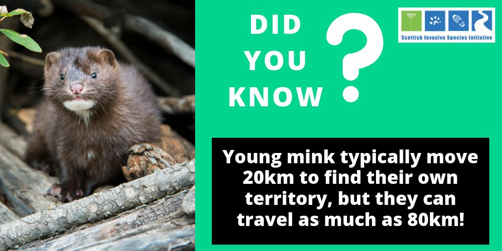 This is an important time of year to monitor for mink, we do this by using mink rafts, looked after by volunteers. Read more about mink dispersal and how you can help 👉invasivespecies.scot/mink-are-on-th…
#ActionOnInvasives #AmericanMink #MinkRafts