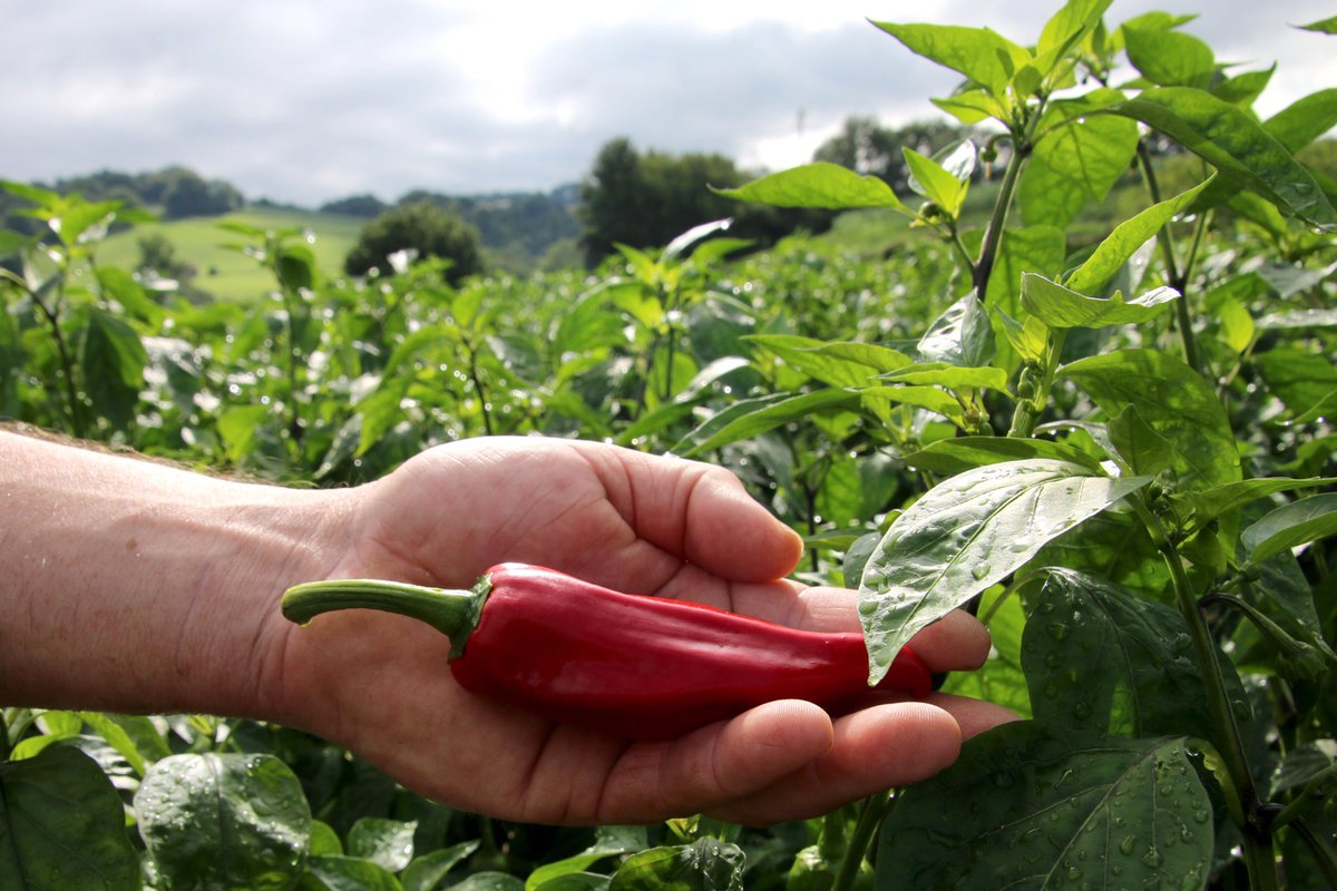 [ PIMENT ROUGE ! 🌶 ]

Les récoltes débutent en douceur dans la Zone AOP . 🌱

Les fruits mûrs, c'est à dire entièrement rouges, sont cueillis uniquement à la main .✋

#paysbasque #euskalherria #piment #espelette #recolte #regionnouvelleaquitaine #agriculture