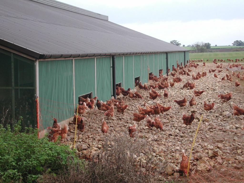 ADASGroup's tweet photo. Do you work in the #poultry industry? What is your opinion on alternatives to soya in feed rations? @ADASGroup and @UniOfYork are running a @BBSRC study and need your help. See our short survey here - https://t.co/b8YkqstSRL @BFREPA @NFU_Poultry @thepoultrysite @PoultryworldUK https://t.co/UpECjmrM9F