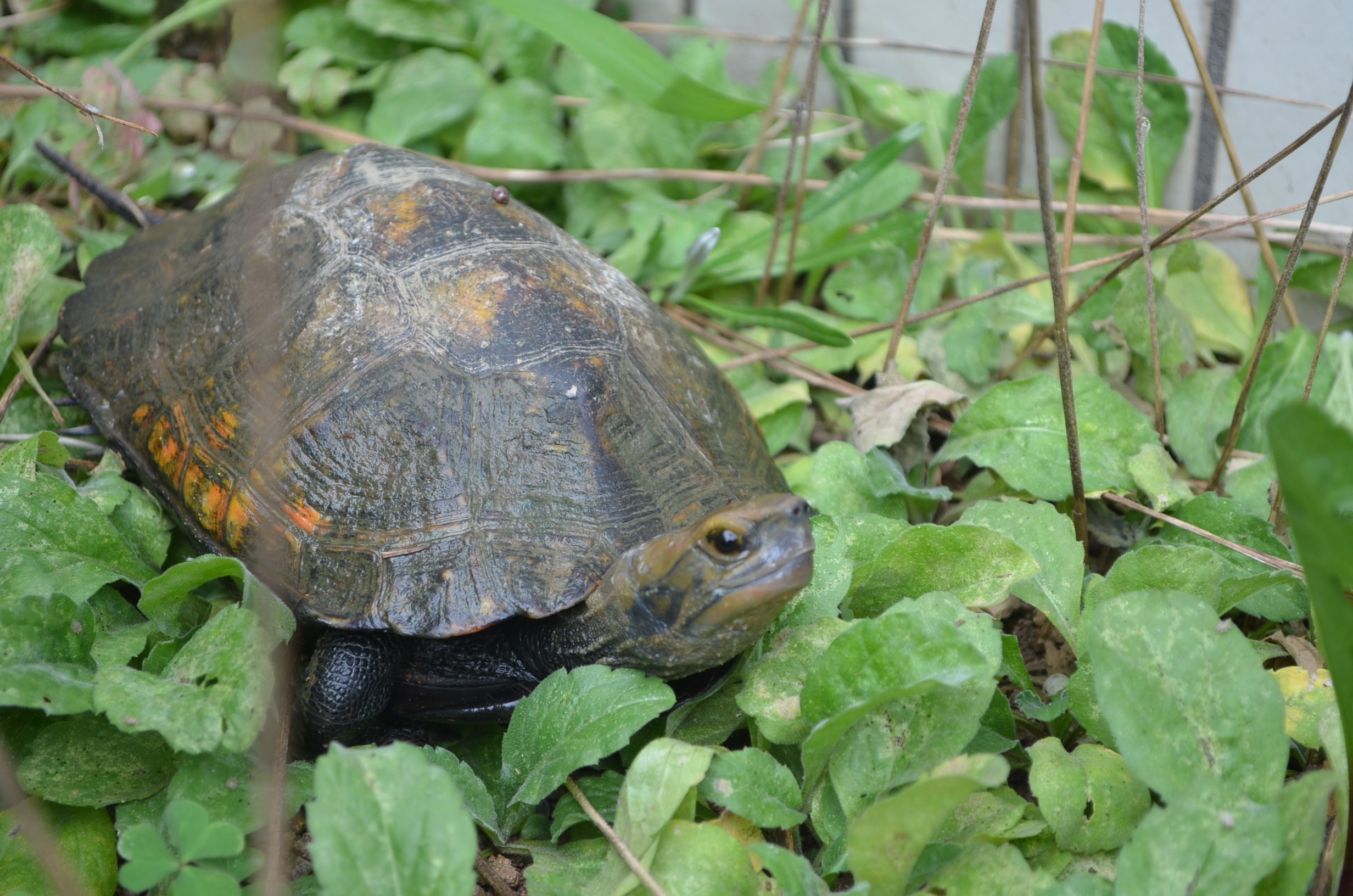 ニホンイシガメの愛称募集 当館では 先月から飼育し始めたメスのイシガメの愛称を8月18日まで募集しています 人懐っこく とて 19 08 09 福井市自然史博物館