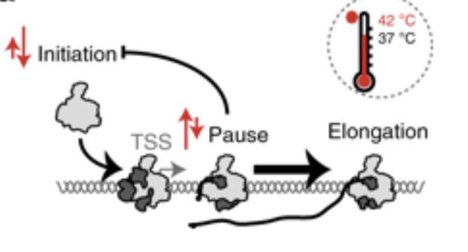 We show directly that transcription activation often involves a decrease in Pol II pause duration. Multiomics reveals this requires CDK9 and increases the productive initiation frequency. In contrast to promoters, enhancers are generally not pause-limited. nature.com/articles/s4146…