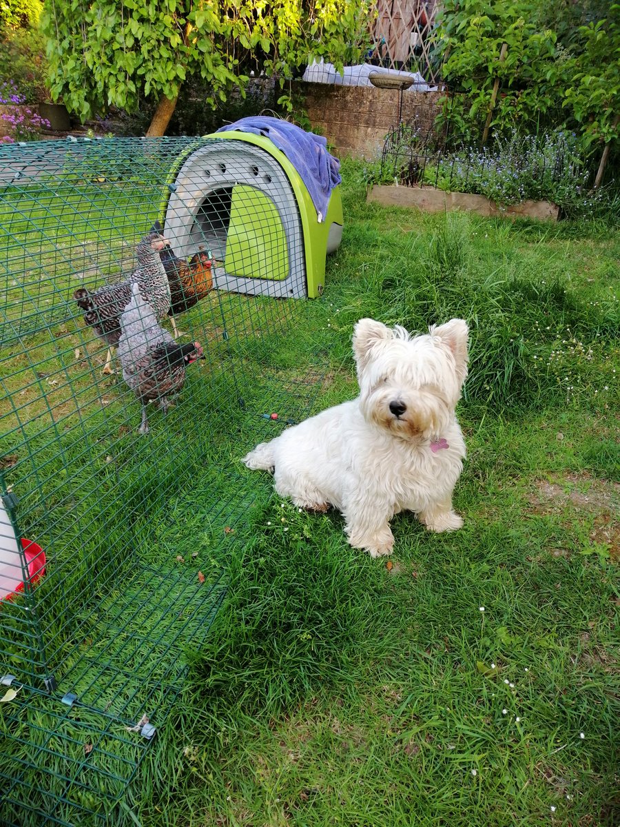 So, pint-sized guard dog did his stuff yesterday and saw off a fox that had come into the garden and was nosing round the chickens.....go Westies!!!!!