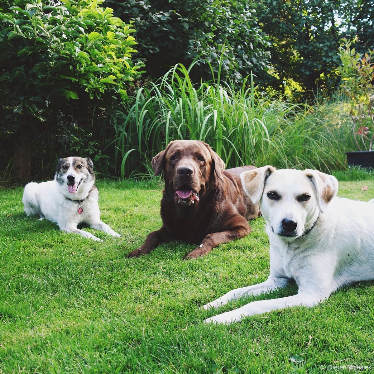 dietermichalek's tweet photo. L O V E 
#doglovefood #dog #dogphotography #hund #hundefotografie #photography #dogsofinstagram #dogphotographer #photooftheday #dogs #chien #allkindsof_pets #dogs  #dogstagram #perro #exellent_dogs #doglover #dogsarefamily #bavaria #dogoftheday #CAOS #amazing #DogsofTwittter https://t.co/2SkWVEmWre