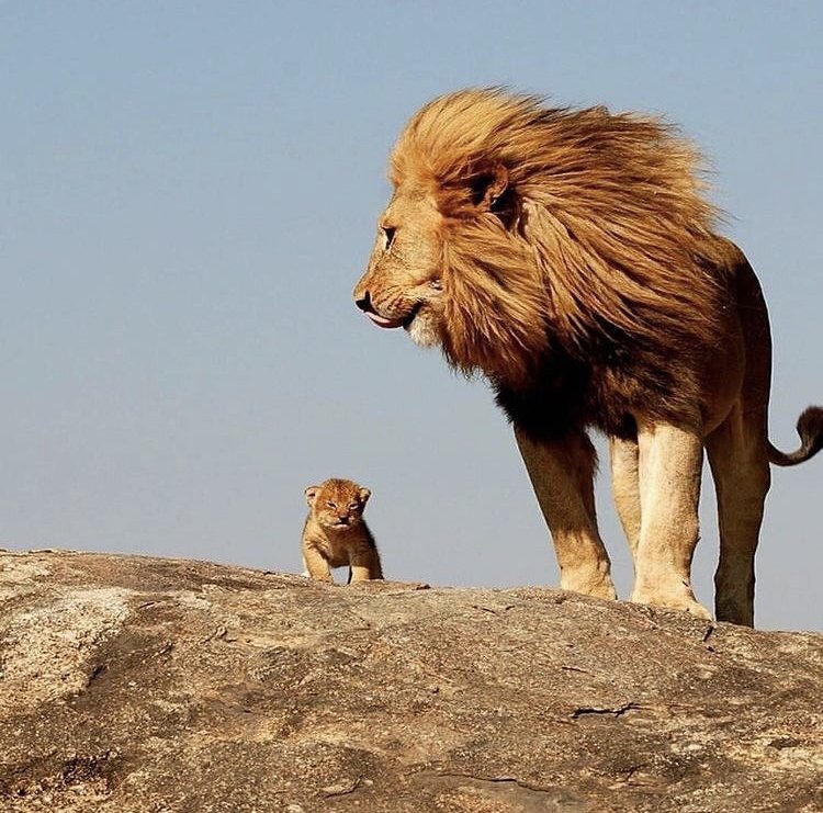 König der Löwen in echt 😍
(Bildrechte: africansafariconnection)