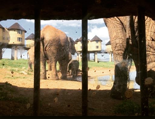 inspiredtobcome's tweet photo. ππππ #nofilters #saltlick #lodge inside the #park #wildlifephotography #wildwonderland #whatcoollookslike #makelastingmemories this #summer with #tembeaafrique πΎπΎπΎπΎ #private or #groupΒ #safari #camping #canoeing #hiking #stopivory #saynotoivory #handsofftheelephants https://t.co/BIzLHzZEbQ
