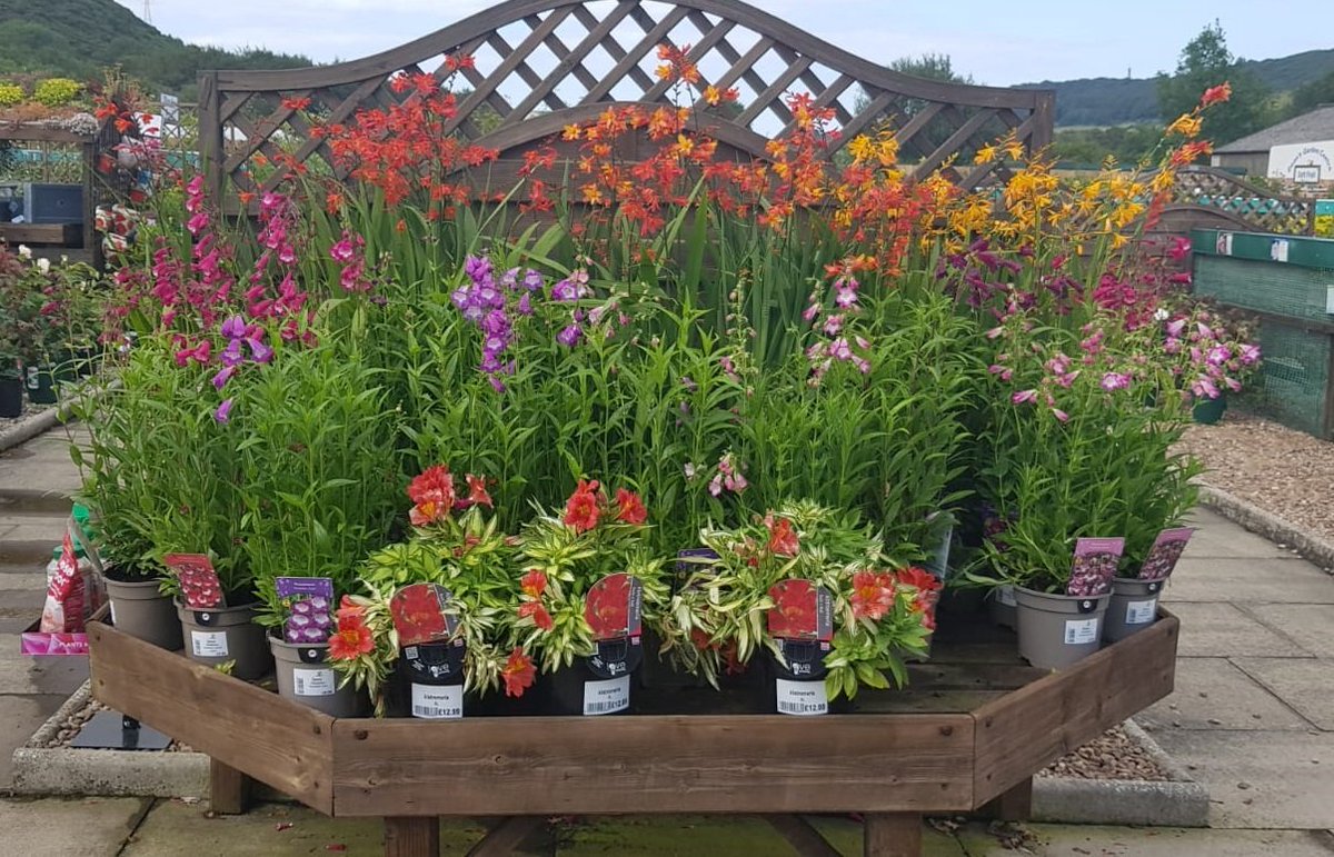 DGCScarb's tweet photo. ☔️With a dull and dismal #forecast ahead. Now is the perfect time to add some instant colour to your garden, to brighten it up!🌞

#Cyclamen #Grass #Heathers #RainRainGoAway #ComeBackSun! 🤞 #Scarborough #InstantColour #GardenInspiration #Garden https://t.co/dx1VsheXeJ