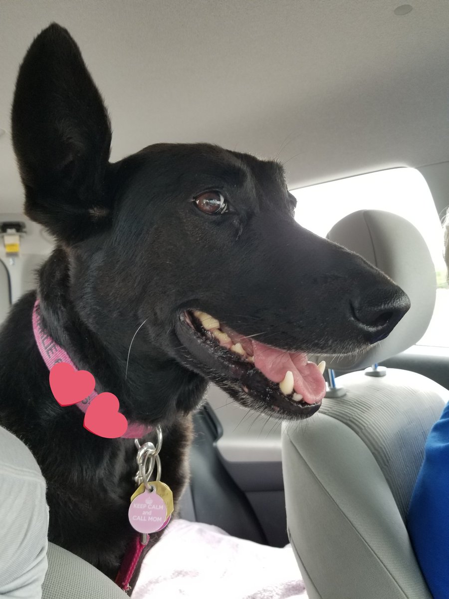 Charlie1ear's tweet photo. #PhotoChallengeAugust19 
Day 8 : Happiness Happens 

Happiness happens whenever I am around 😊. I say that people could learn a lot from dogs about life : forgive and forget, live in the moment, love everybody. Remember, Charlie dog ❤ you ! https://t.co/YQRS0ytiYJ