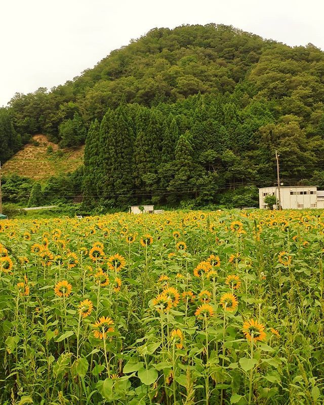 赤花そばの郷 Akabana Soba Twitter