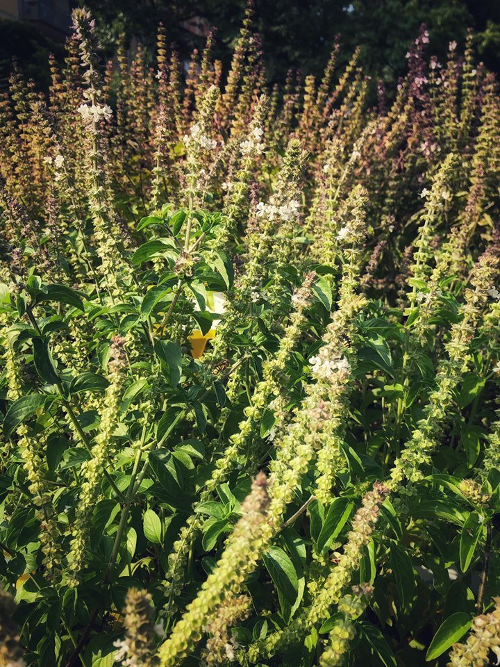 OrtoBotanicoBO's tweet photo. Se poteste sentire l’aroma del nostro basilico attraverso lo schermo...ve ne innamorereste perdutamente! 🥰🌿 📸

Non aspettate oltre, i profumi dell’Orto vi aspettano tutti i giorni dalle 10 alle 18!
 #OrtoBotanico #basilico #Bologna https://t.co/45YnCMoJXD