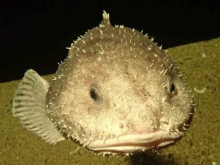 𝙰𝙲𝙲𝙷𝙸 𝓑𝓮𝓪𝓾𝓽𝓲𝓯𝓾𝓵 Wahahatommy クシャおじさん懐かしい この魚 海にいる時は こんなお顔 爆 ん だれだっけ ﾟdﾟ ﾊｯ 巣鴨のよっちゃんに似てるかも 月曜から夜ふかしより T Co Kbsstodyhz Twitter