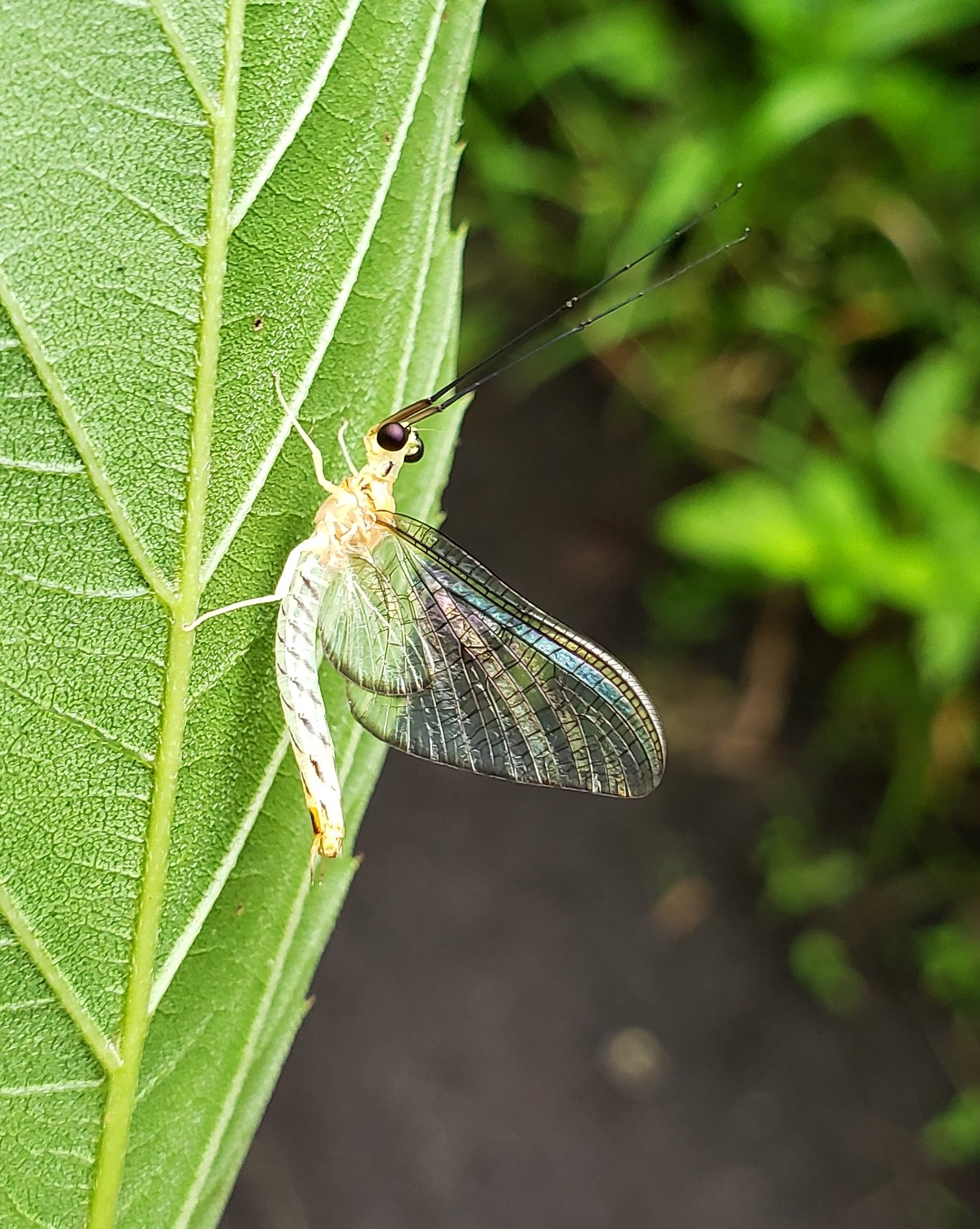 鳥垢 フタスジモンカゲロウ 薄い羽に光があたってキレイです あんまり詳しくないので間違ってたら指摘してください カゲロウ T Co Onuppy7kic Twitter