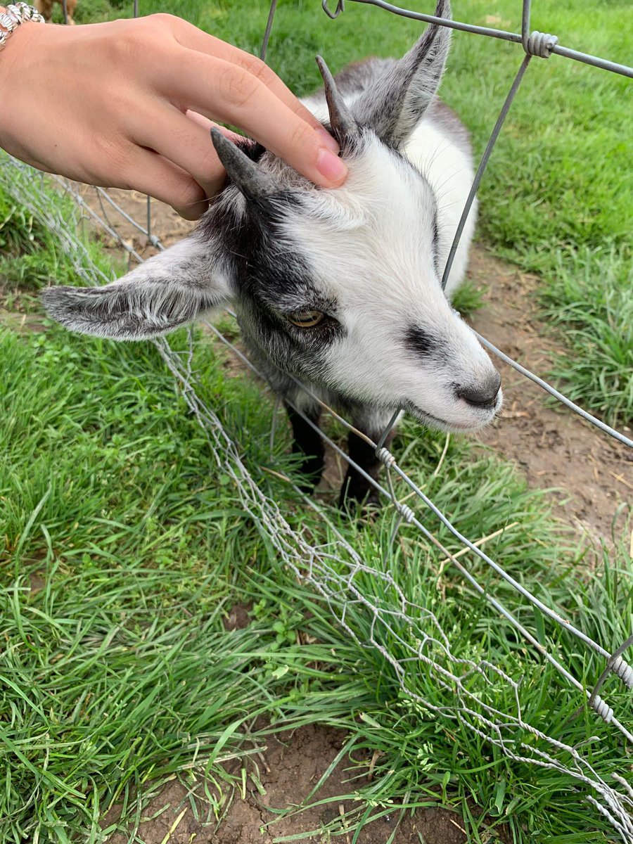 TrebonsBC's tweet photo. Laura, jugadora y manager del equipo #JuniorFemenino nos envía fotos de nuestros parientes 🐐 desde Inverness, Escocia!! Nos vemos a la vuelta Lau! #Trebónsporelmundo #Somostrebóns #Goat5 https://t.co/Y0U9E4Dw41