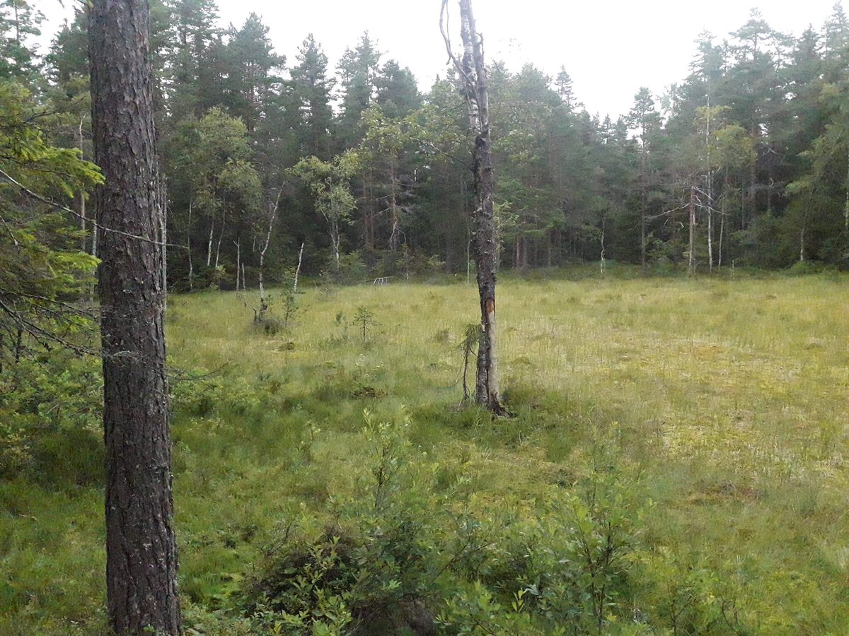 Night Hawk tweet media