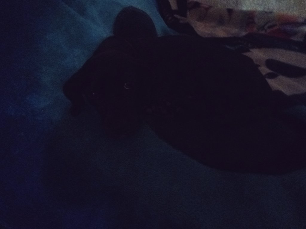 FreeVader's tweet photo. El humano se levantó temprano, !sobre la cama! https://t.co/YwhKjtO1JS