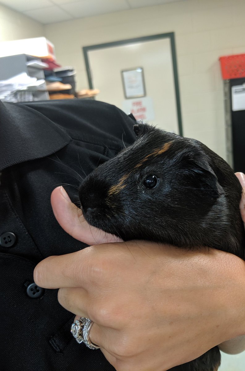 ccpdanimalsvcs's tweet photo. Yesterday, we got a call about an unidentified animal near the restroom at a park. Turns out, it was an adorable little guinea pig! 
#neverknowwhattoexpect 
#neveradullday https://t.co/mIoII1HUSB
