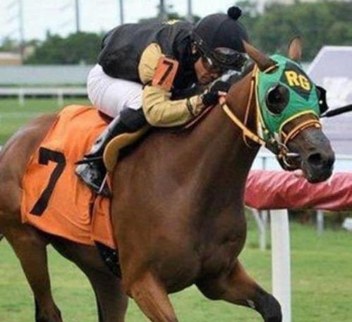 Felicitaciones al <a href="/haraspaumar/">@haraspaumar</a> por su triunfo internacional con la yegua La Venezolana(Ven), hija de Vacation nacida en el estado Carabobo, que debutó ganando ayer en Gulfstream Park