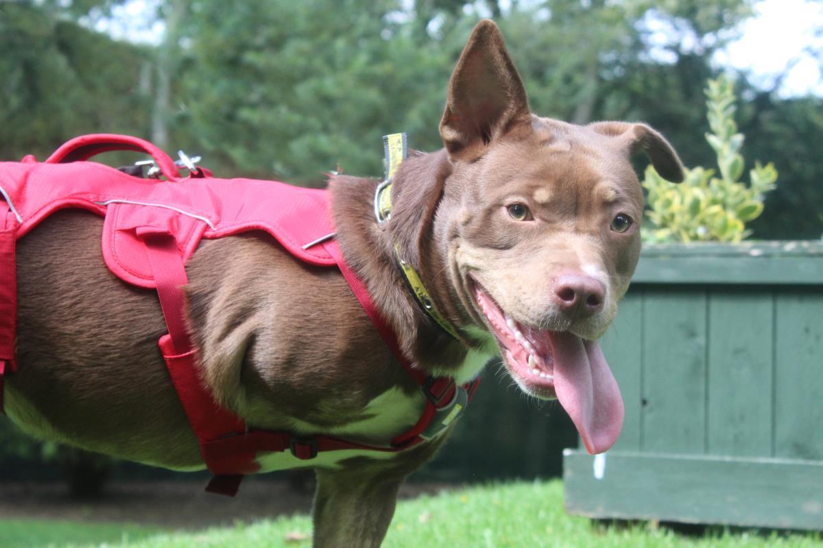 DogsTrust's tweet photo. Beautiful Skyla is a real sweetheart.
She is missing a leg &amp; was found tied up outside a shopping centre 💔  
She's learning to manage without her limb - it certainly doesn't stop her enjoying life &amp; making friends at the centre.
Skyla is @DT_Merseyside 📍 https://t.co/6xqQv6fVaZ https://t.co/Gr5NFKIh1u