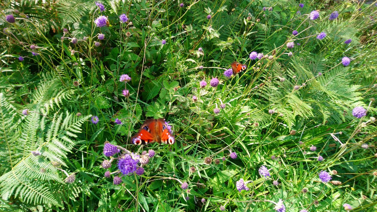 Large numbers of Painted Lady Butterflies are currently being spotted across the UK. We had close to 100 on Scar Close yesterday and lots reported at Ribblehead Quarry too, along with Peacock butterflies. If you're out and about keep a look out for these striking butterflies!